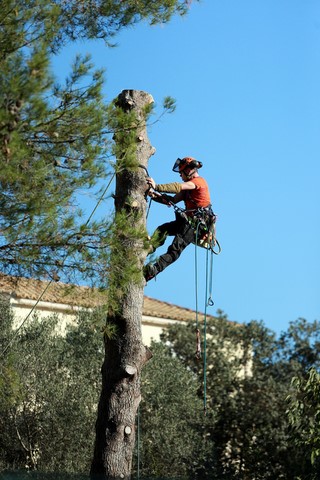 Elagage abattage d'arbres 95 78 92